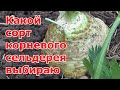 Какой сорт корневого сельдерея буду сажать в следующий год