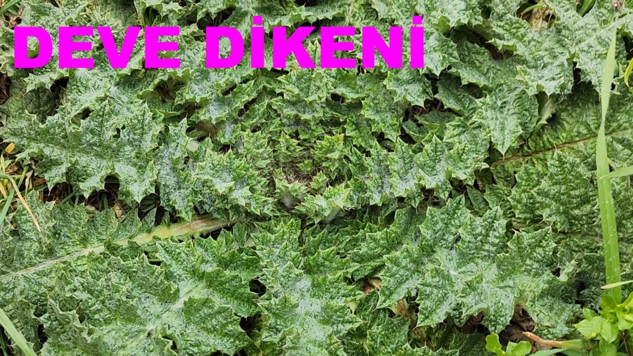 Ochirilgan jinsiy aloqa videolar