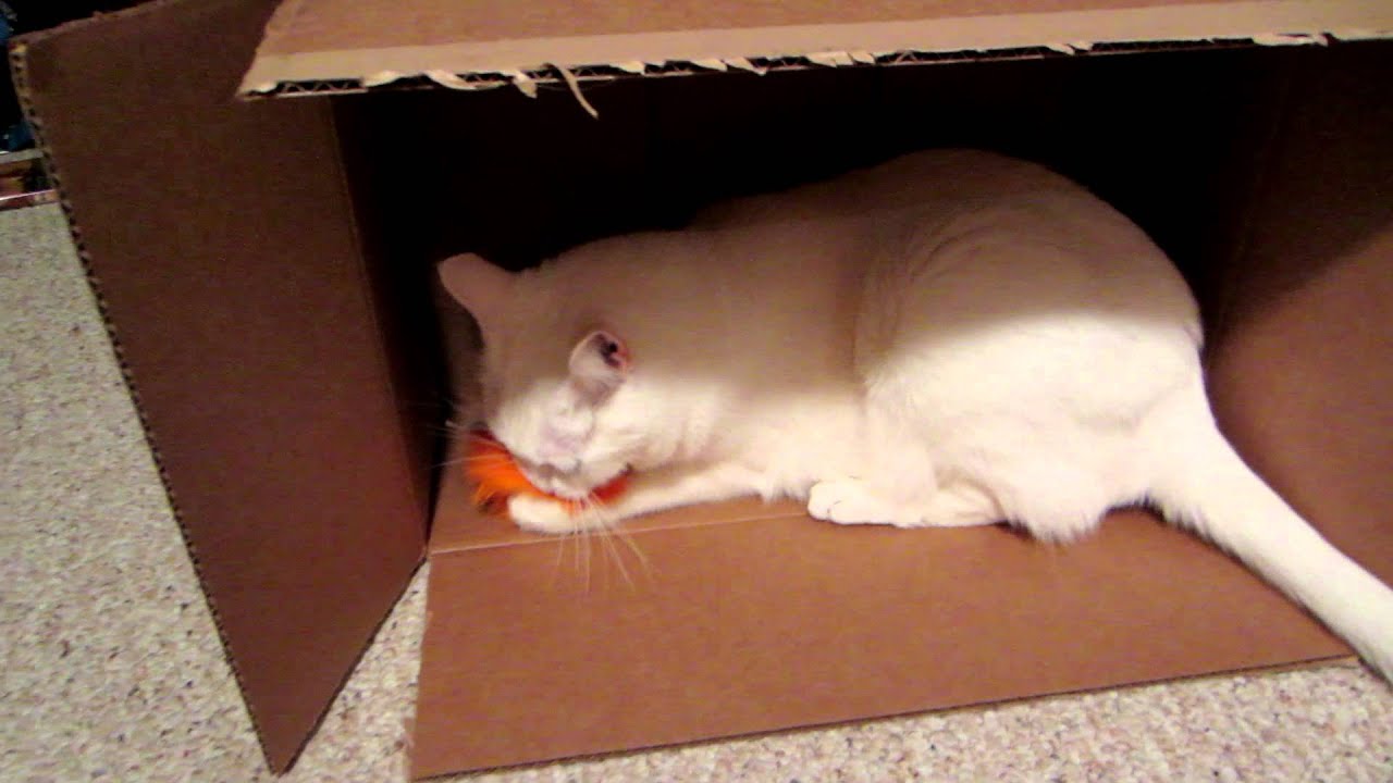 catnip oil New Toys! Griffin and Jupiter get new toys!