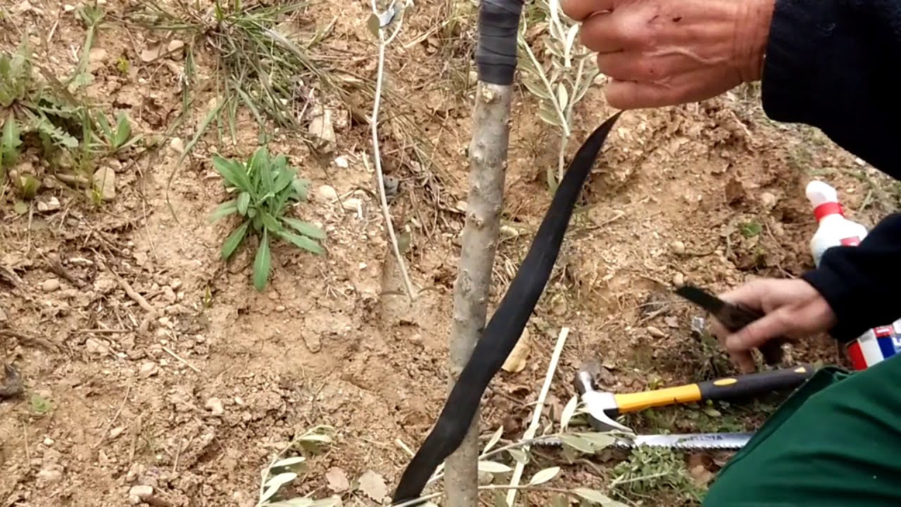 ✔ Éxito en INJERTO DOBLE por HENDIDURA, CUÑA O PUA