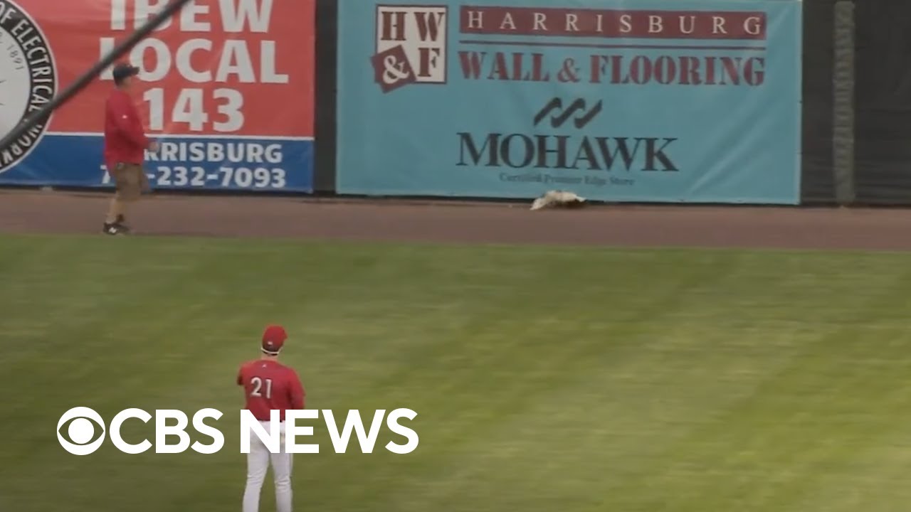 Skunk runs onto field, delays minor league baseball game