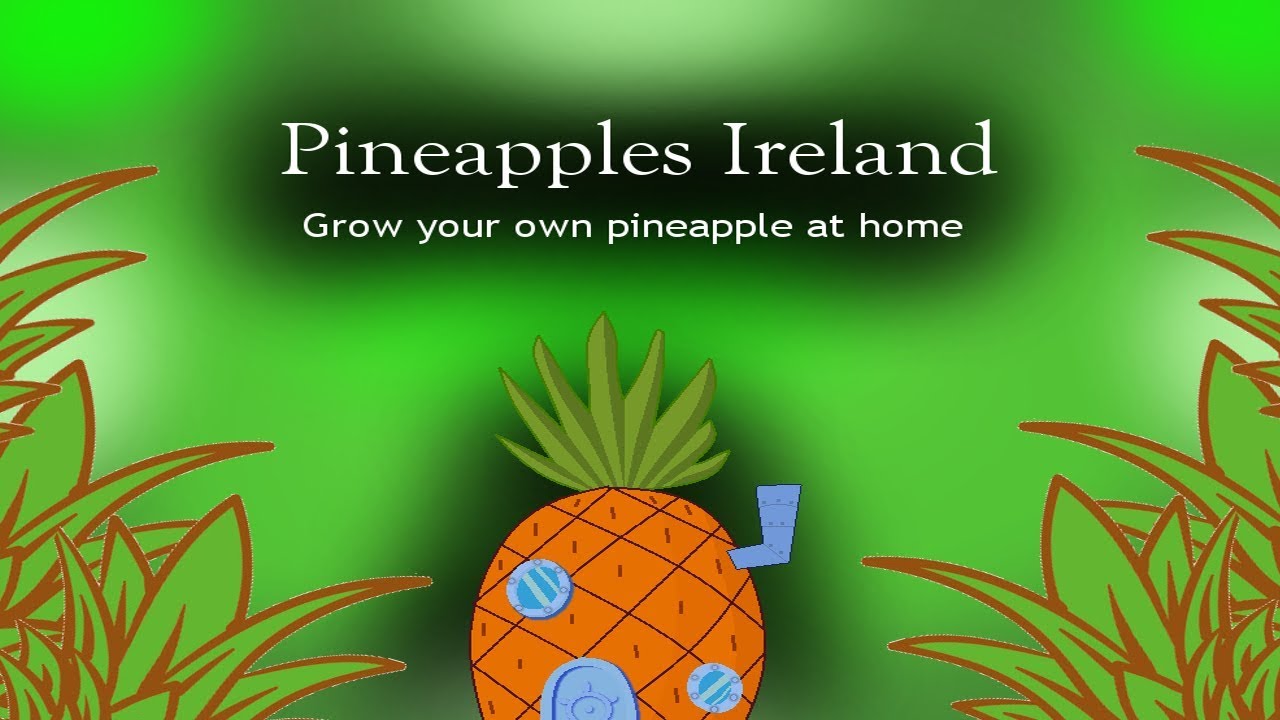 Pineapples Ireland (Grow your own Pineapple) YouTube