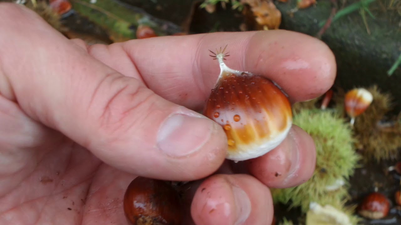 i Lonon Лондон Park Edible Chestnut Squirrel Парк Съедобный каштан Белки UK England 20191013