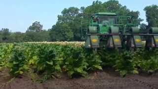 Topping Tobacco in Eastern NC