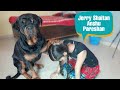 dog is troubling Anshu ||anshu or jerry ki ladai| well trained dog