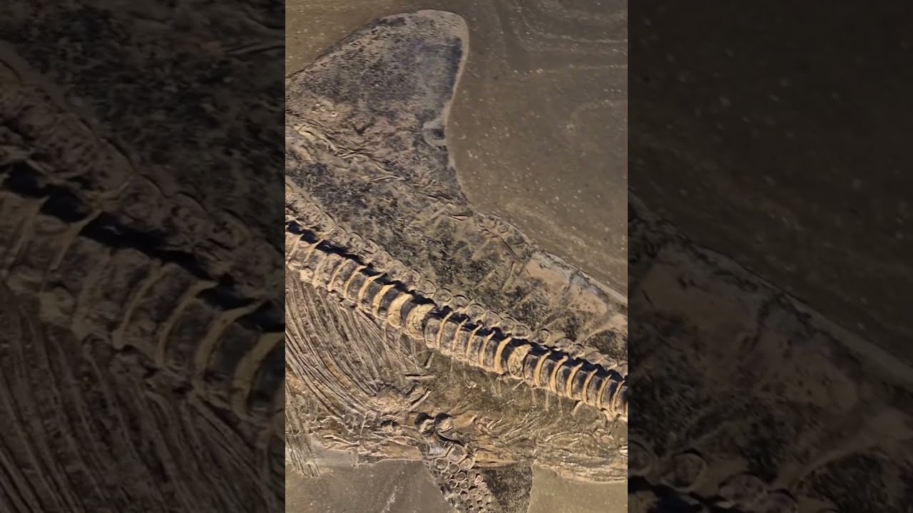 This Is A Stunning Ancient Marine Reptile Called An Ichthyosaur 