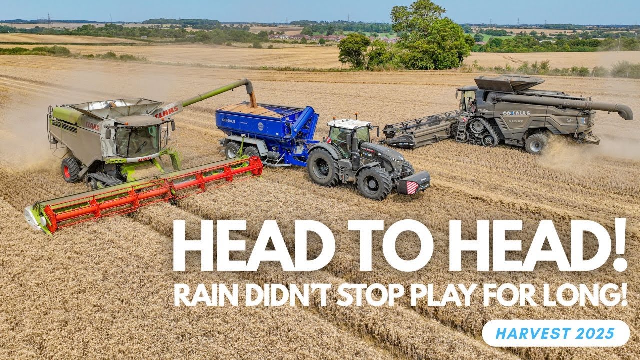 HEAD-TO-HEAD! | Harvest 2025 Kicks Back Into Gear | Fleabeetle Pressure Arrives