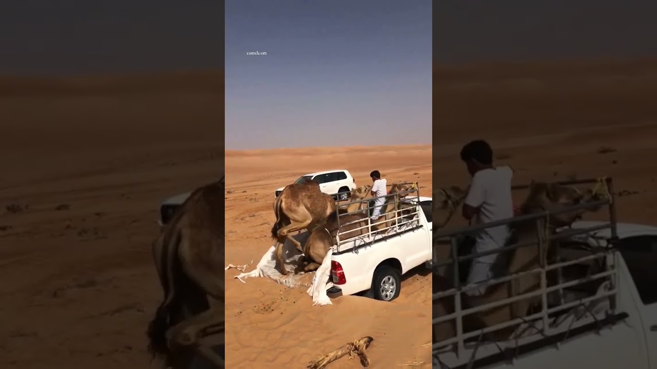 Desert camelin Dubai , #dubai #desert #desertcamel #car 