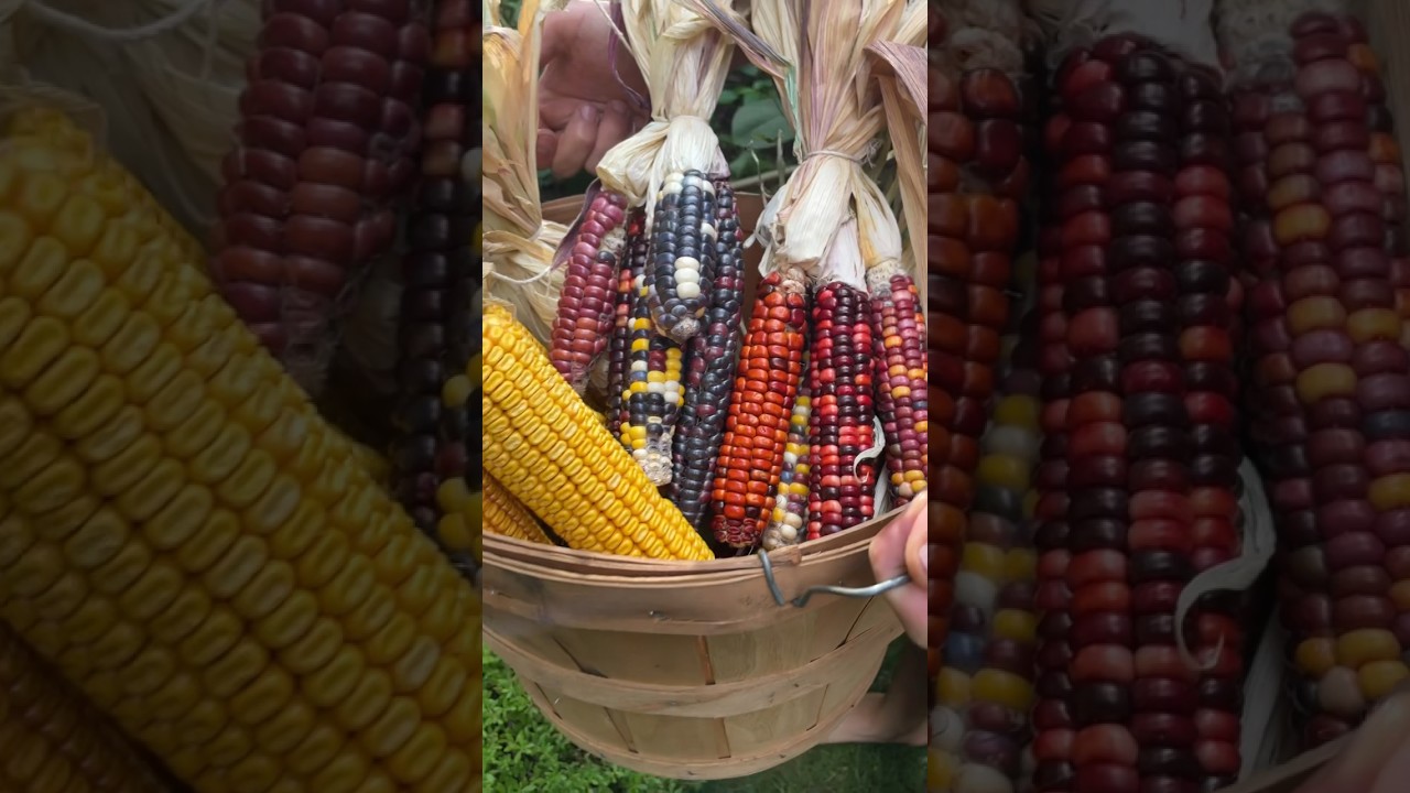 How we save heirloom corn seed #gardenharvest #growyourownfood #gardeningtips #seedsaving