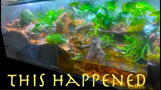 I made one vivarium for my two army ant colonies by Nordic Ants 246,650 views 10 months ago 21 minutes