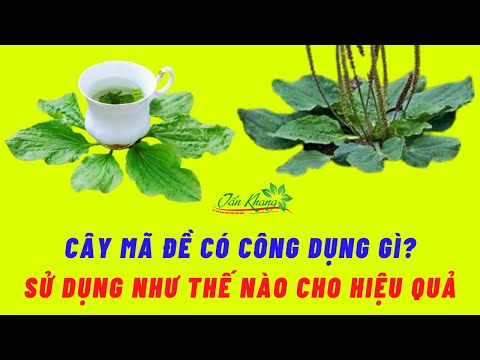 Video: Sự thật về cây Cottonwood - Cây Cottonwood phát triển nhanh như thế nào