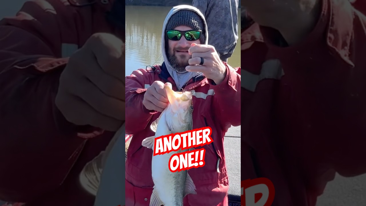 Ещё один крупный окунь на CRB!! 🙌