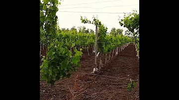 مزرعة العنب 