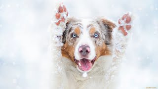The Fascinating History of the Australian Shepherd Breed