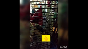 Flash, waking up after neutering & moving around