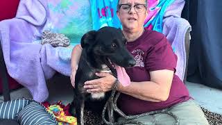 New A5570499 Madeline Flat Coated Retriever Mix