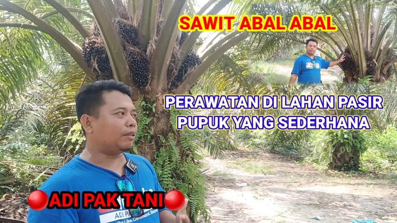 Perawatan Di lahan pasir Dan pupuk Yang sederhana