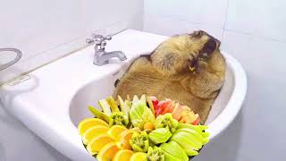 A fat marmot gorges itself on fruits