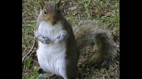 William Branham Witnessed The Creation of Squirrels