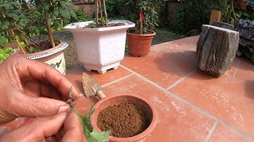 Hướng dẫn cách nhân giống cây cúc cổ sơn la