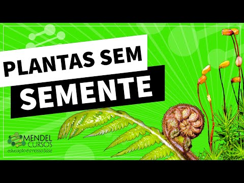 Plantas sem sementes