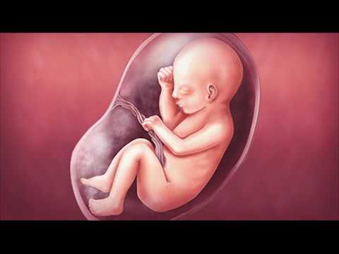 Почему в утробе матери икает. Малыш в животике у мамы.