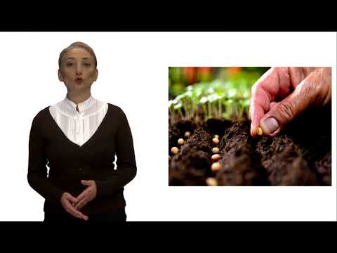 Video: Kolza Bilgisi - Bahçede Kolza Bitkileri Yetiştirme Hakkında Bilgi Edinin