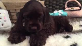 GORGEOUS CHOCOLATE COCKER SPANIEL BABY!