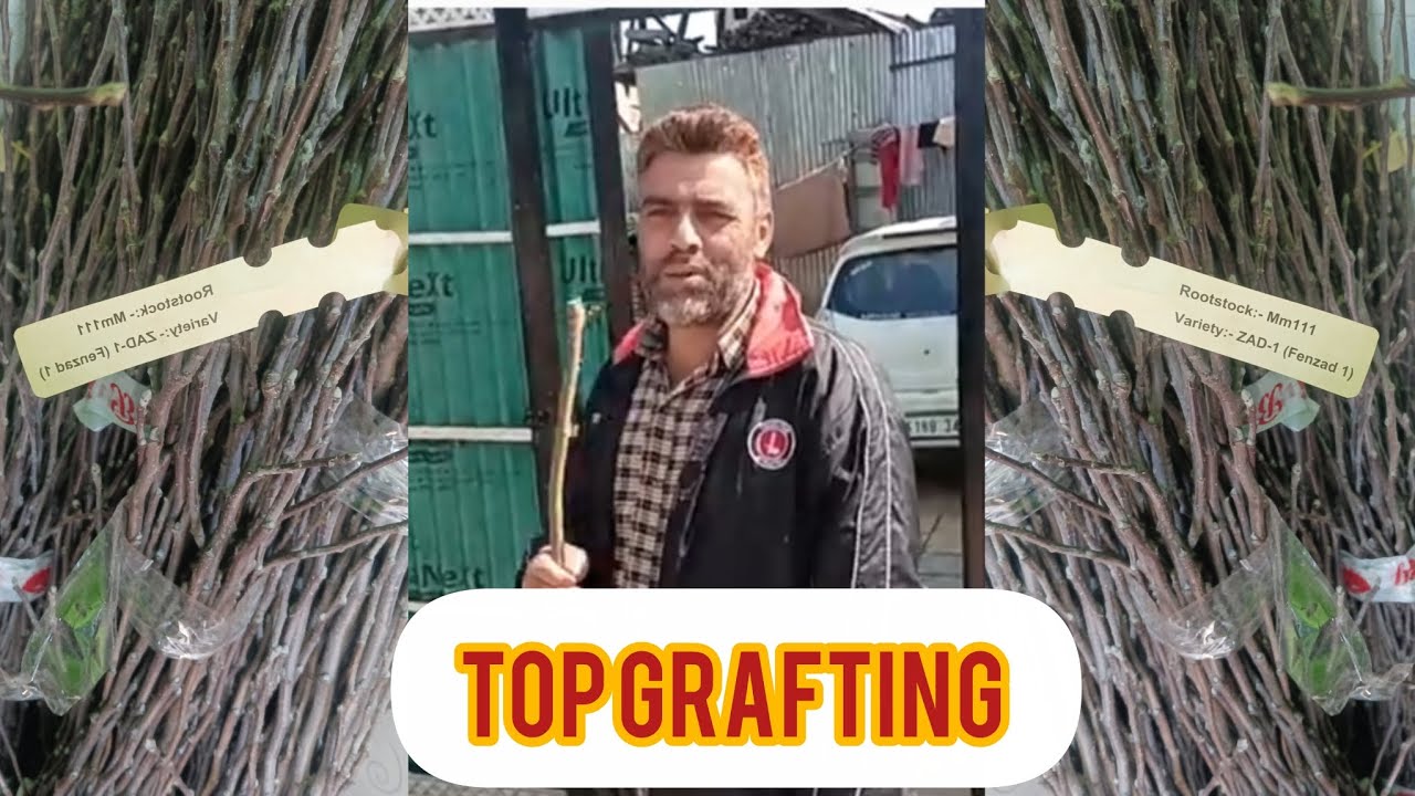 Asalamualaikum 🙏 🤳 phone number 9149453465 Ishfaq ahmad mantoo from nihama kulgam ♥️