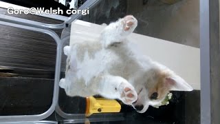 20141129 Part 11 cute puppy on glass table / コーギー子犬 ガラステーブル welsh corgi dog 宙に浮くワンコ