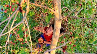smart woman finding jambolan plum on tree - Eating jambolan plum delicious