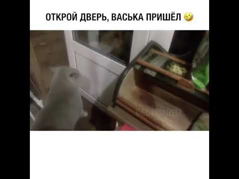Открой дверь говорящий кот. Ролик котэ открой дверь. Прикол кот открой дверь. Кот говорит дверь. Кот говорит дверь.