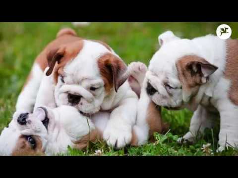 Le Bouledogue Anglais Youtube Le Bouledogue Anglais Youtube