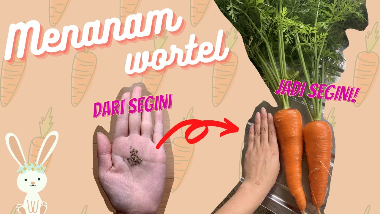 Menanam wortel segampang ini?! | Dn'sGarden eps. 7 