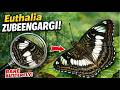 🦋 **Euthalia zubeengargi – Newly Discovered Butterfly Explained!**