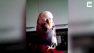 170526052 Bird Looks Like An Ordinary Pet, But Sounds Just Like R2 D2