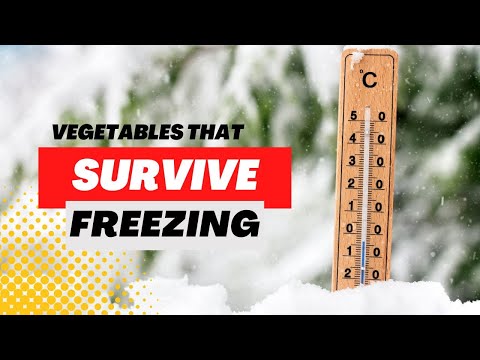 Video: Vil salat overleve frost?