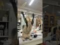 猫じゃらしって本当にじゃれるの？【検証】#野生出身