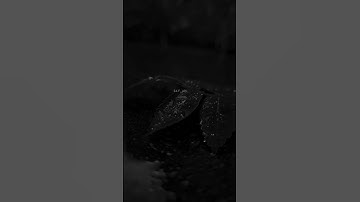 Slow Motion-Amaria BB and Tayc||lyrical edit||shorts||@Melomanaic06