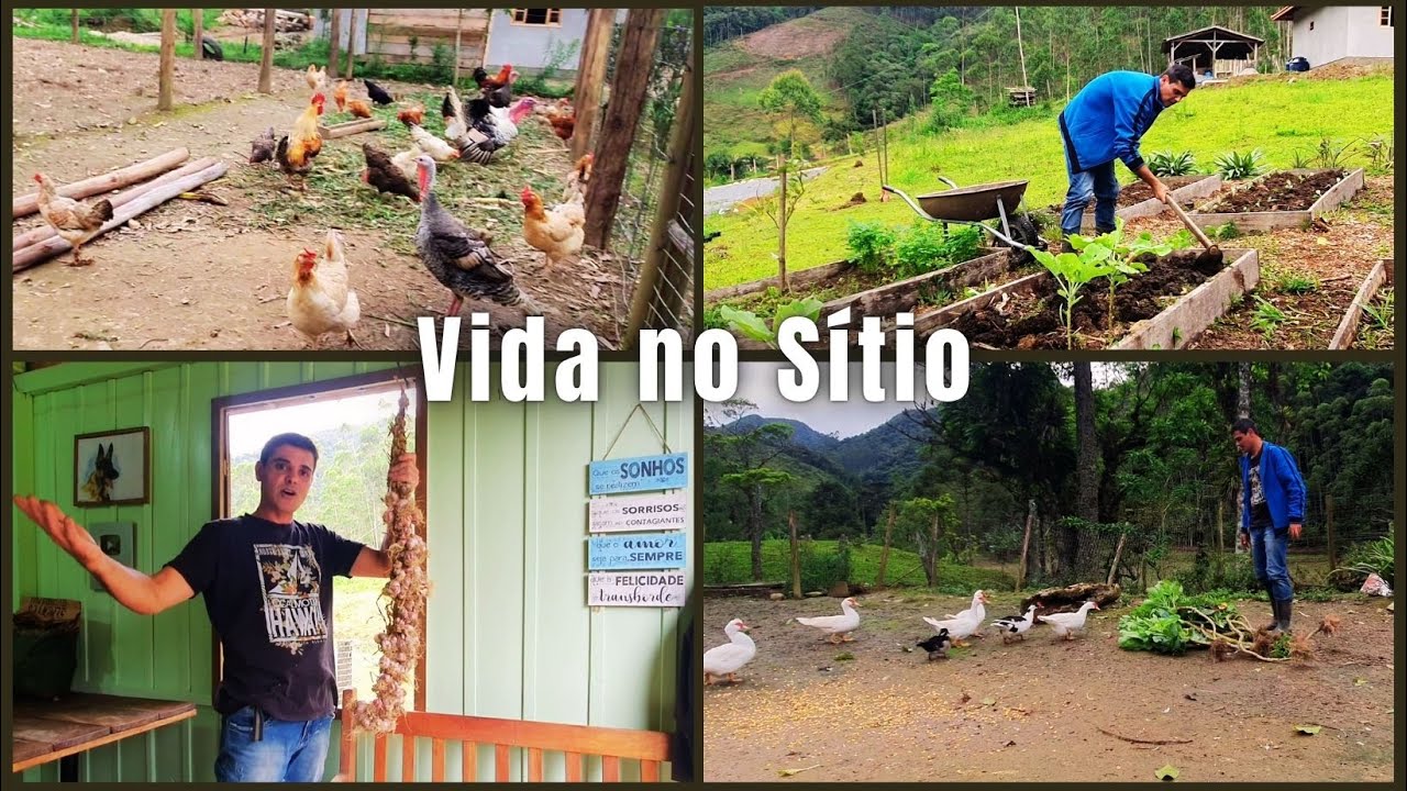 PRIMEIRA RÉSTIA DE ALHO AQUI NO SÍTIO, FIZ UMA PROMESSA PARA ANO QUE VEM
