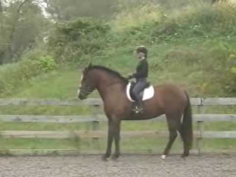 Charleigh 5 yo Percheron x TB Mare for Sale 909