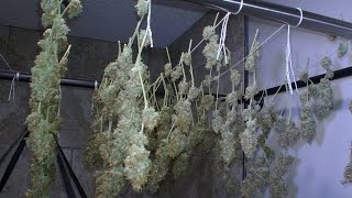 "No Till" with KGB: Ep 11