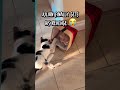 Julian Finally Gets His Revenge 😭🐾