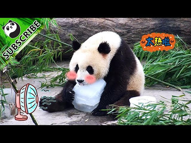 アイス大好き♡パンダ Panda loves ice! | iPanda - YouTube