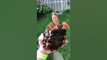 Female Eastern Box Turtle