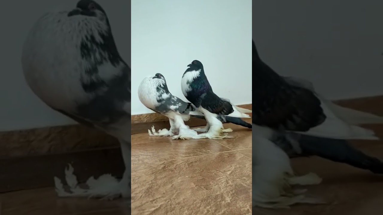 Pomeranian pouter sale