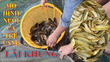 Mô Hình Cá Trê Vàng – Bí Quyết Lợi Nhuận Khủng II Khuyến nông thời đại