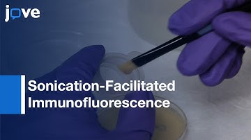Immunofluorescence Staining Of Late-Stage Embryonic & Larval Drosophila Tissues l Protocol Preview
