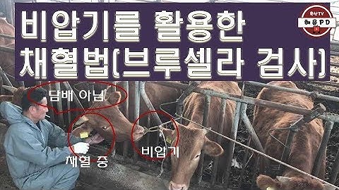 비압기를 활용한 보정 및 채혈법(브루셀라 검사)