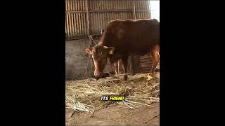 The Dog Loved Its Friend So Much 